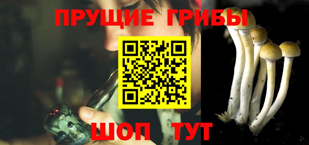 Псилоцибиновые грибы Cubensis Киселёвск